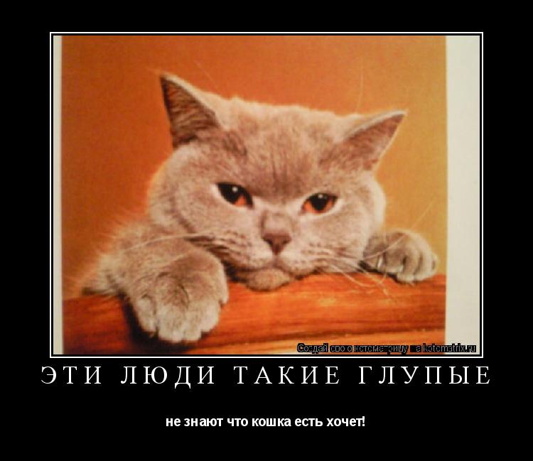 эти люди такие глупые не знают что кошка есть хочет!... Котоматрица: эти люди такие глупые не знают что кошка есть хочет!