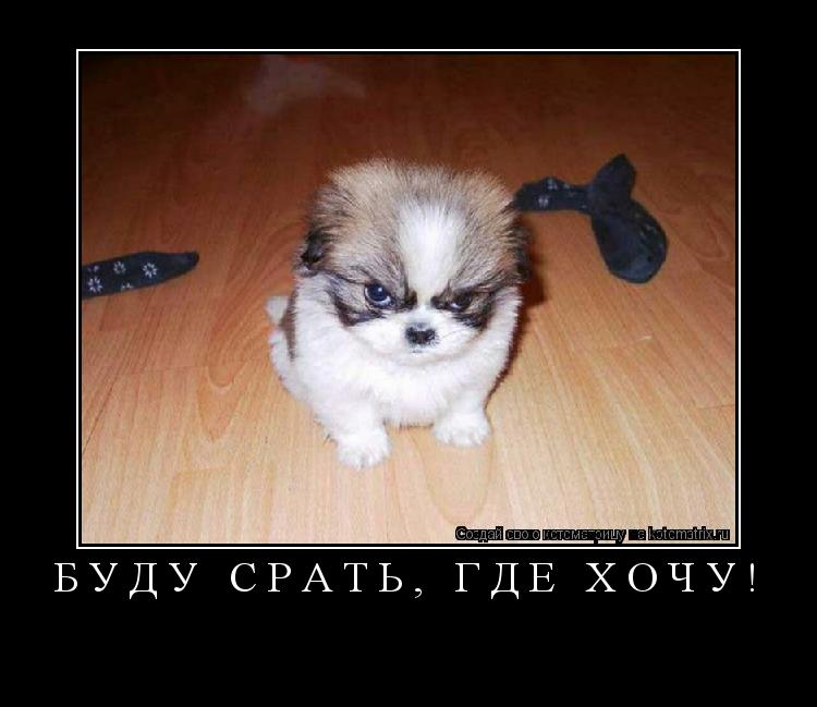 Буду срать, где хочу! ... Котоматрица: Буду срать, где хочу!