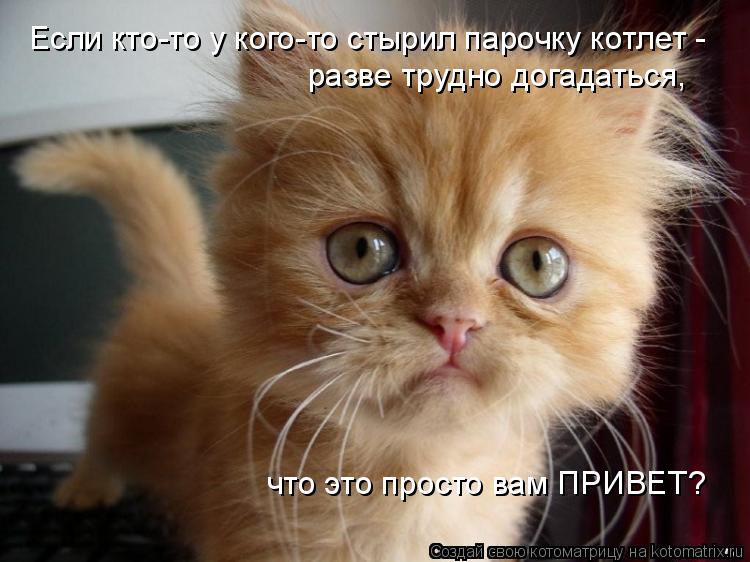 Если кто-то у кого-то стырил парочку котлет - разве трудно догадаться, что это просто вам ПРИВЕТ?... Котоматрица: Если кто-то у кого-то стырил парочку котлет - разве трудно догадаться, что это просто вам ПРИВЕТ?