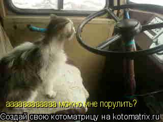 аааааааааааа можно мне порулить?... Котоматрица: аааааааааааа можно мне порулить?