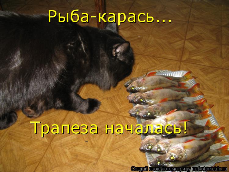 Рыба-карась... Трапеза началась!... Котоматрица: Рыба-карась... Трапеза началась!