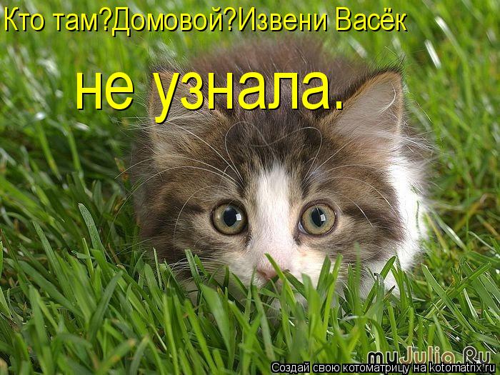 Кто там?Домовой?Извени Васёк не узнала.... Котоматрица: Кто там?Домовой?Извени Васёк не узнала.