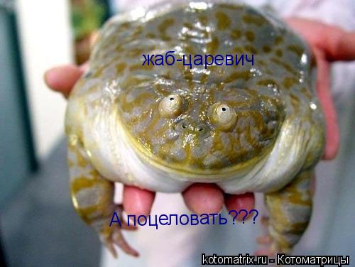 жаб-царевич А поцеловать???... Котоматрица: жаб-царевич А поцеловать???