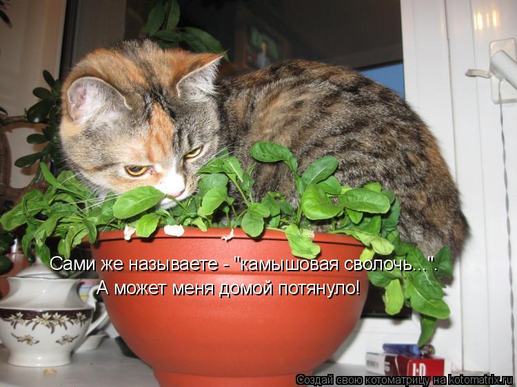 Сами же называете - "камышовая сволочь...". А может меня домой потянуло!... Котоматрица: Сами же называете - "камышовая сволочь...". А может меня домой потянуло!