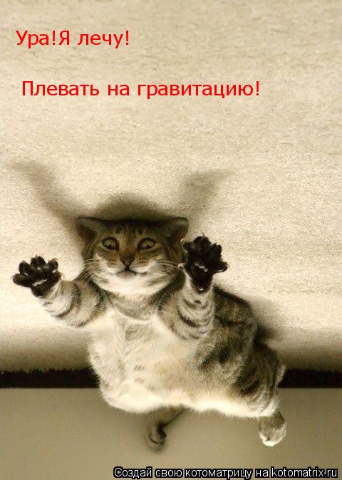 Ура!Я лечу! Плевать на гравитацию!... Котоматрица: Ура!Я лечу! Плевать на гравитацию!
