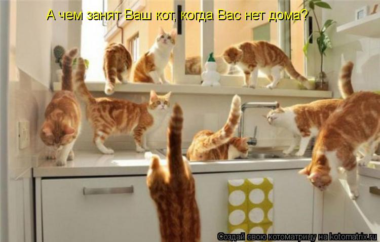 Котоматрица: А чем занят Ваш кот, когда Вас нет дома?