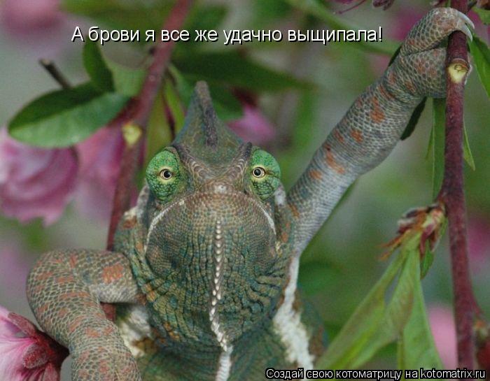 А брови я все же удачно выщипала!... Котоматрица: А брови я все же удачно выщипала!