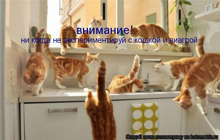 ни когда не экспериментируй с кошкой и виагрой внимание!... Котоматрица: ни когда не экспериментируй с кошкой и виагрой внимание!
