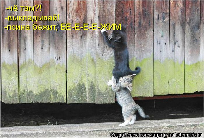 -чё там?! -выкладывай! -псина бежит, БЕ-Е-Е-Е-ЖИМ... Котоматрица: -чё там?! -выкладывай! -псина бежит, БЕ-Е-Е-Е-ЖИМ