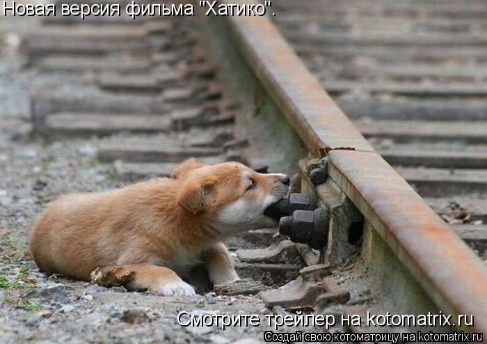 Новая версия фильма "Хатико". Смотрите трейлер на kotomatrix.ru... Котоматрица: Новая версия фильма "Хатико". Смотрите трейлер на kotomatrix.ru