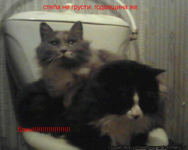 степа не грусти, годовщина же. блин!!!!!!!!!!!!!!!!!!!... Котоматрица: степа не грусти, годовщина же. блин!!!!!!!!!!!!!!!!!!!