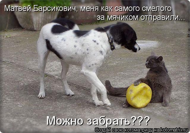 Матвей Барсикович, меня как самого смелого за мячиком отправили... Можно забрать???... Котоматрица: Матвей Барсикович, меня как самого смелого за мячиком отправили... Можно забрать???