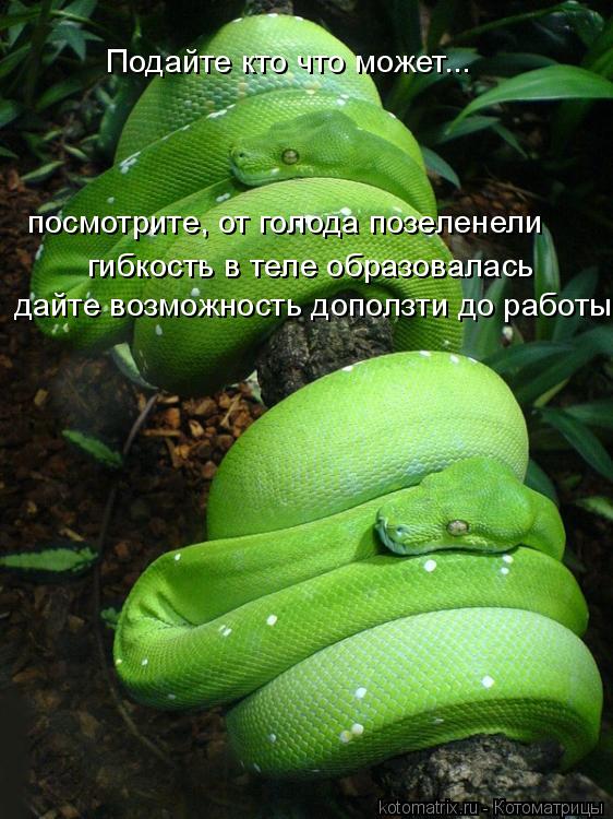 Подайте кто что может... посмотрите, от голода позеленели гибкость в теле образовалась дайте возможно... Котоматрица: Подайте кто что может... посмотрите, от голода позеленели гибкость в теле образовалась дайте возможность доползти до работы