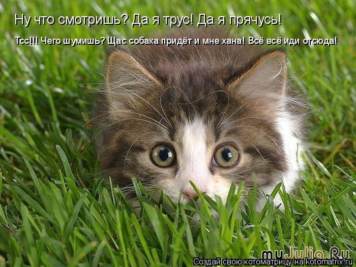 Котоматрица: Ну что смотришь? Да я трус! Да я прячусь! Тсс!!! Чего шумишь? Щас собака придёт и мне хана! Всё всё иди отсюда!