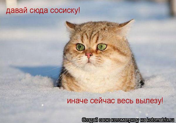 давай сюда сосиску! иначе сейчас весь вылезу!... Котоматрица: давай сюда сосиску! иначе сейчас весь вылезу!