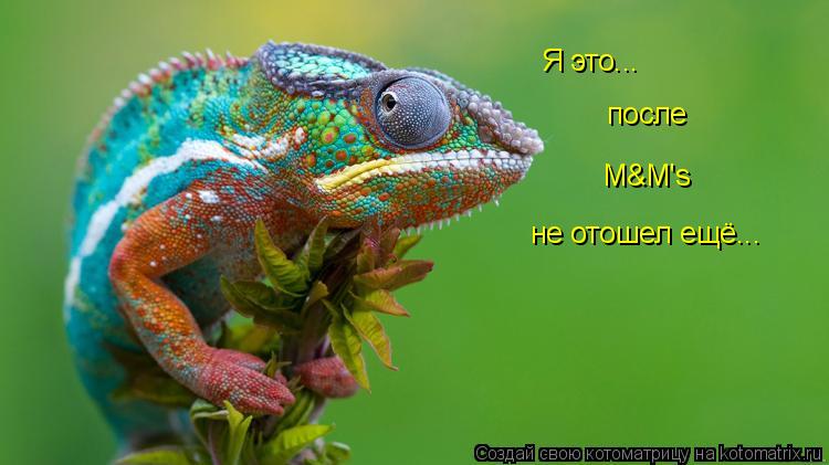 Я это... после M&M's не отошел ещё...... Котоматрица: Я это... после M&M's не отошел ещё...