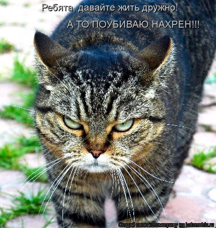 Ребята, давайте жить дружно! А ТО ПОУБИВАЮ НАХРЕН!!!... Котоматрица: Ребята, давайте жить дружно! А ТО ПОУБИВАЮ НАХРЕН!!!