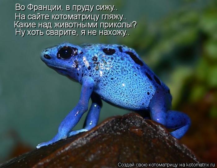 Во Франции, в пруду сижу.. На сайте котоматрицу гляжу.. Какие над животными приколы? Ну хоть сварите,... Котоматрица: Во Франции, в пруду сижу.. На сайте котоматрицу гляжу.. Какие над животными приколы? Ну хоть сварите, я не нахожу..