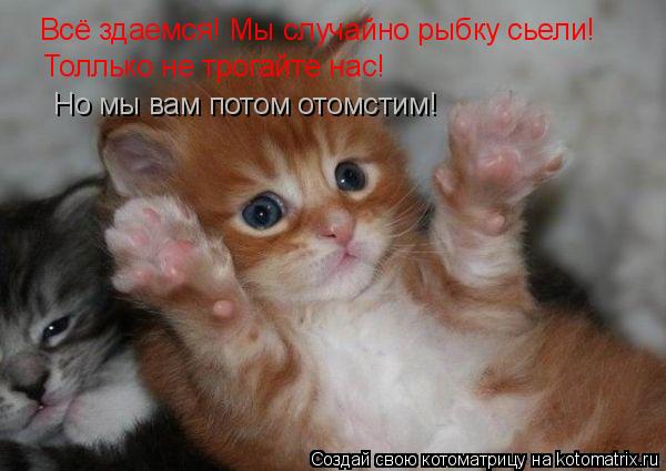 Котоматрица: Всё здаемся! Мы случайно рыбку сьели! Толлько не трогайте нас! Но мы вам потом отомстим!