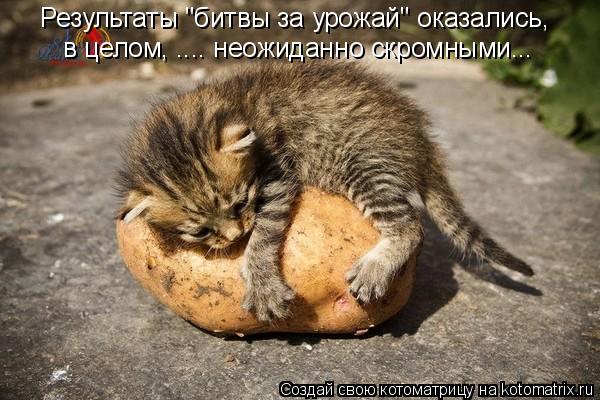 Результаты "битвы за урожай" оказались, в целом, .... неожиданно скромными...... Котоматрица: Результаты "битвы за урожай" оказались, в целом, .... неожиданно скромными...
