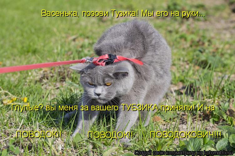 Васенька, позови Тузика! Мы его на руки... Глупые? вы меня за вашего ТУБЗИКА приняли! И на ПОВОДОК!! ... Котоматрица: Васенька, позови Тузика! Мы его на руки... Глупые? вы меня за вашего ТУБЗИКА приняли! И на ПОВОДОК!! ПОВОДОК!! ПОВОДОКОВИЧ!!!