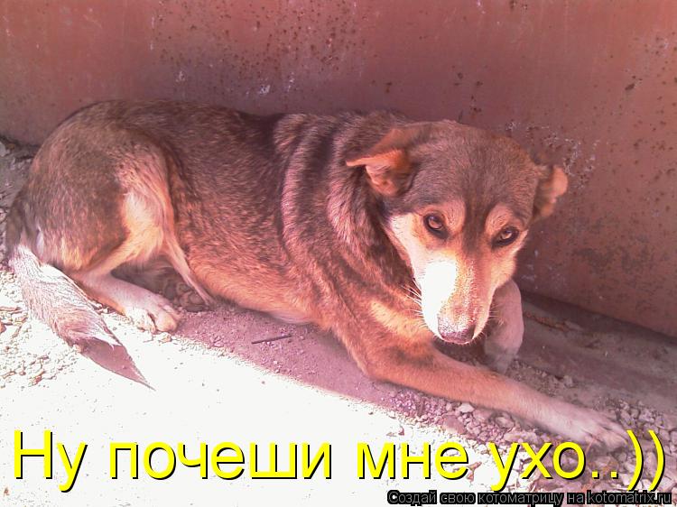 Ну почеши мне ухо..))... Котоматрица: Ну почеши мне ухо..))