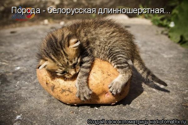 Порода - белорусская длинношерстная...... Котоматрица: Порода - белорусская длинношерстная...