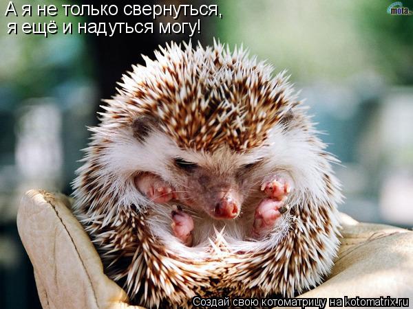 А я не только свернуться, я ещё и надуться могу!... Котоматрица: А я не только свернуться, я ещё и надуться могу!