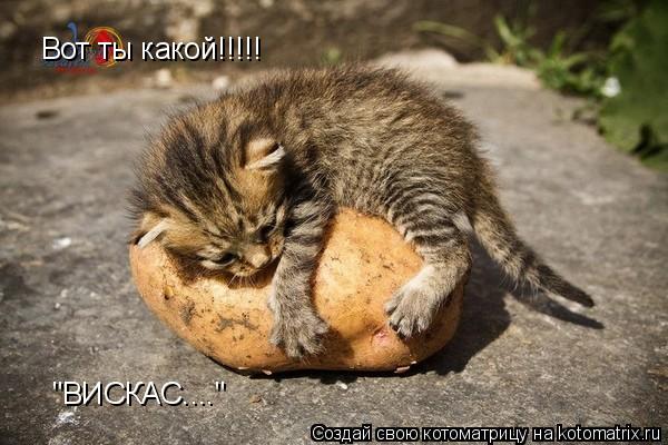 Вот ты какой!!!!! "ВИСКАС...."... Котоматрица: Вот ты какой!!!!! "ВИСКАС...."