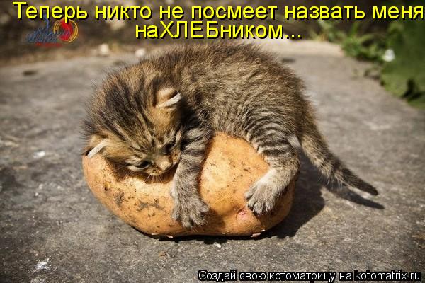 Котоматрица: Теперь никто не посмеет назвать меня наХЛЕБником...