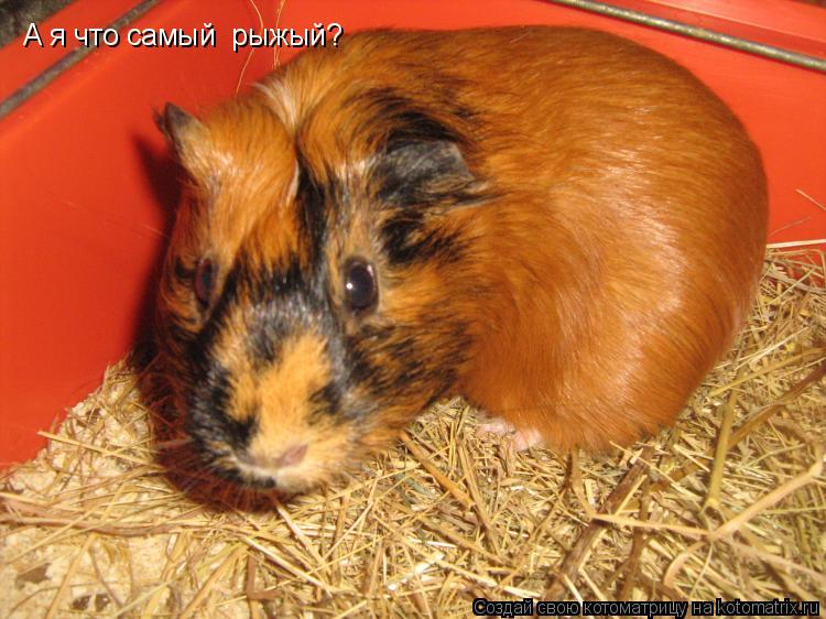 А я что самый рыжый?... Котоматрица: А я что самый рыжый?