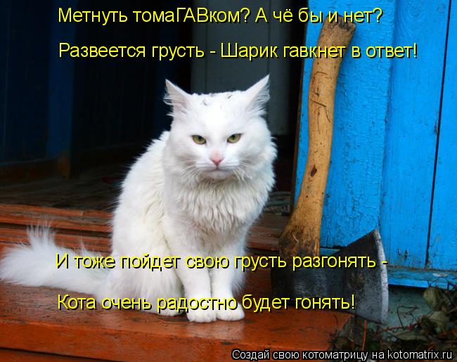 Котоматрица: Метнуть томаГАВком? А чё бы и нет? Развеется грусть - Шарик гавкнет в ответ! И тоже пойдет свою грусть разгонять - Кота очень радостно будет г