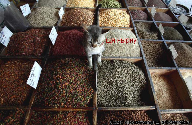 щя нырну... Котоматрица: щя нырну