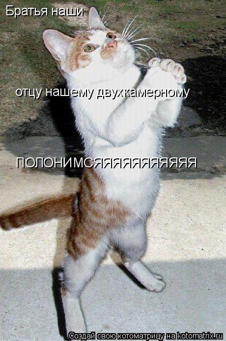 Братья наши отцу нашему двухкамерному ПОЛОНИМСЯЯЯЯЯЯЯЯЯЯЯ... Котоматрица: Братья наши отцу нашему двухкамерному ПОЛОНИМСЯЯЯЯЯЯЯЯЯЯЯ