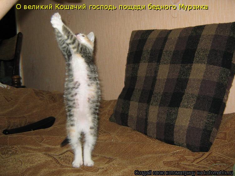 О великий Кошачий господь пощади бедного Мурзика... Котоматрица: О великий Кошачий господь пощади бедного Мурзика