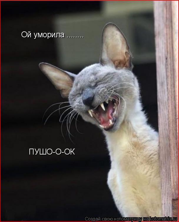 Ой уморила ........ ПУШО-О-ОК... Котоматрица: Ой уморила ........ ПУШО-О-ОК