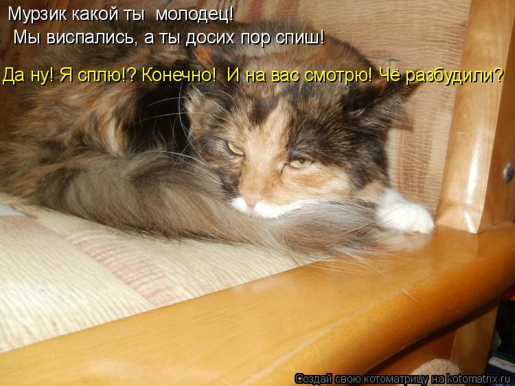 Котоматрица: Мурзик какой ты  молодец!  Мы виспались, а ты досих пор спиш! Да ну! Я сплю!? Конечно!  И на вас смотрю! Чё разбудили?