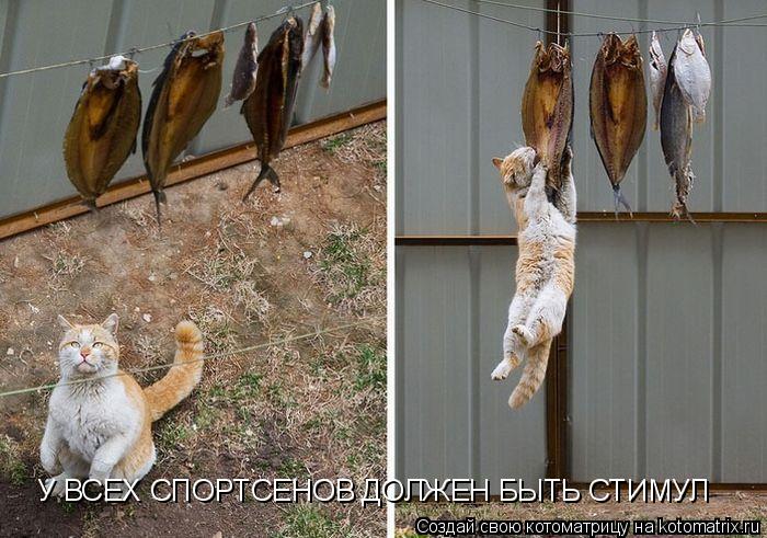 У ВСЕХ СПОРТСЕНОВ ДОЛЖЕН БЫТЬ СТИМУЛ... Котоматрица: У ВСЕХ СПОРТСЕНОВ ДОЛЖЕН БЫТЬ СТИМУЛ