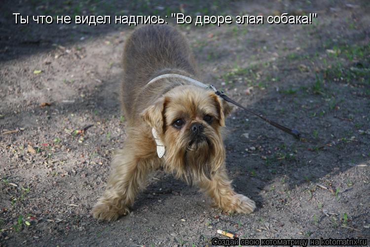 Ты что не видел надпись: "Во дворе злая собака!"... Котоматрица: Ты что не видел надпись: "Во дворе злая собака!"