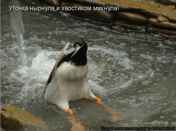 Уточка нырнула и хвостиком махнула!... Котоматрица: Уточка нырнула и хвостиком махнула!
