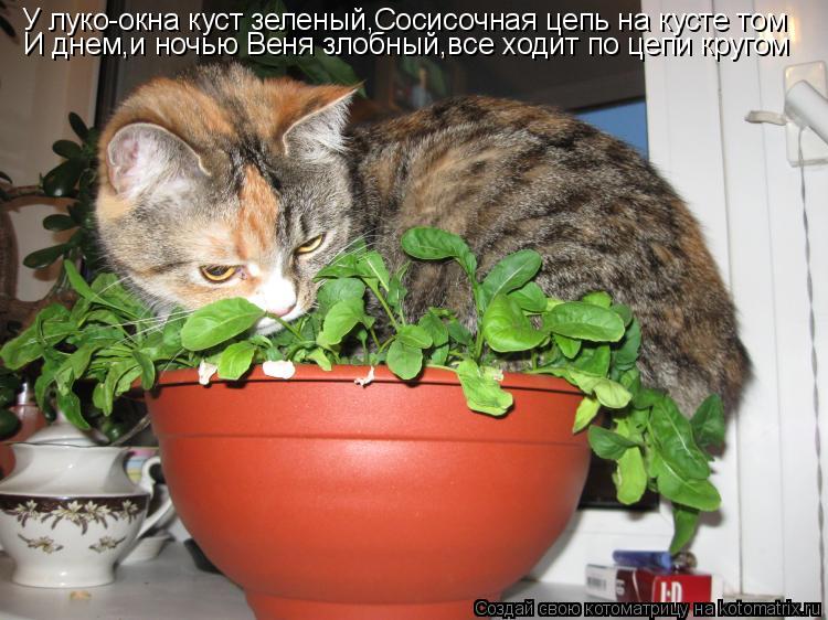 Котоматрица: У луко-окна куст зеленый,Сосисочная цепь на кусте том И днем,и ночью Веня злобный,все ходит по цепи кругом