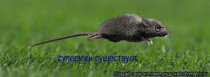 супермен существует О _... Котоматрица: супермен существует О _