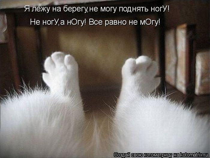 Я лежу на берегу,не могу поднять ногУ! Не ногУ,а нОгу! Все равно не мОгу!... Котоматрица: Я лежу на берегу,не могу поднять ногУ! Не ногУ,а нОгу! Все равно не мОгу!