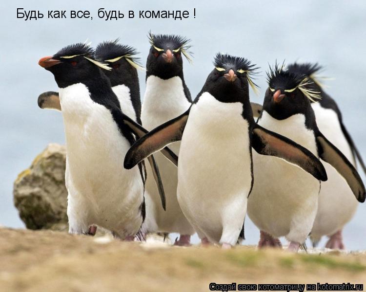 Будь как все, будь в команде !... Котоматрица: Будь как все, будь в команде !