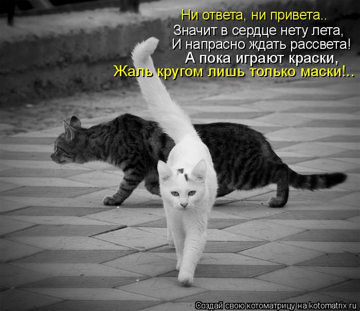 Котоматрица: Значит в сердце нету лета, И напрасно ждать рассвета! Ни ответа, ни привета.. А пока играют краски, Жаль кругом лишь только маски!..