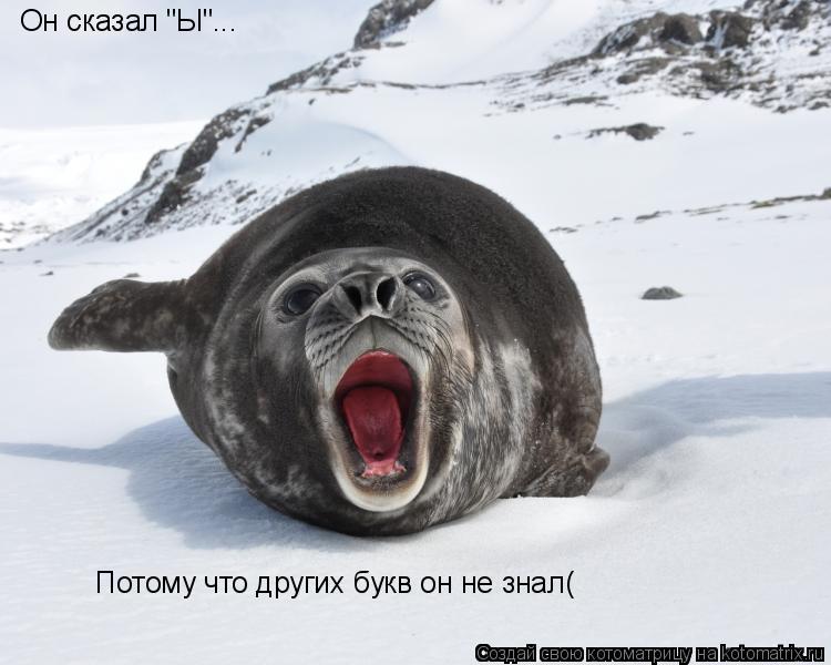 Котоматрица: Он сказал "Ы"... Потому что других букв он не знал(