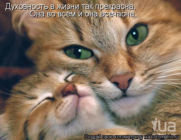 Духовность в жизни так прекрасна, Она во всём и она всечасна...... Котоматрица: Духовность в жизни так прекрасна, Она во всём и она всечасна...