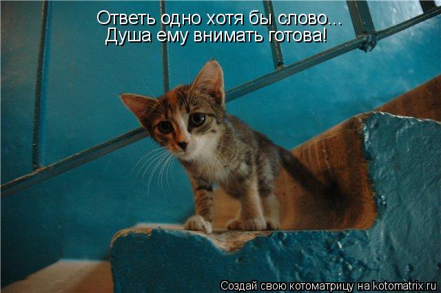 Котоматрица: Ответь одно хотя бы слово... Душа ему внимать готова!