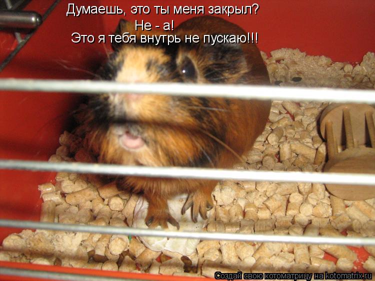 Думаешь, это ты меня закрыл? Не - а! Это я тебя внутрь не пускаю!!!... Котоматрица: Думаешь, это ты меня закрыл? Не - а! Это я тебя внутрь не пускаю!!!
