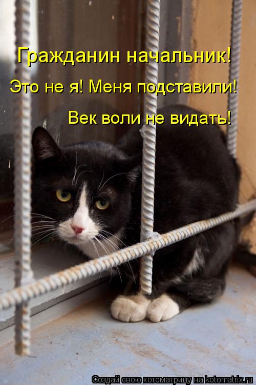 Гражданин начальник! Это не я! Меня подставили! Век воли не видать!... Котоматрица: Гражданин начальник! Это не я! Меня подставили! Век воли не видать!